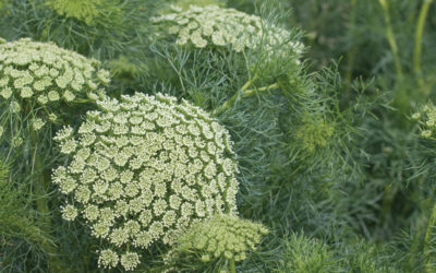Cut Flower Ammi Visnaga Green Mist