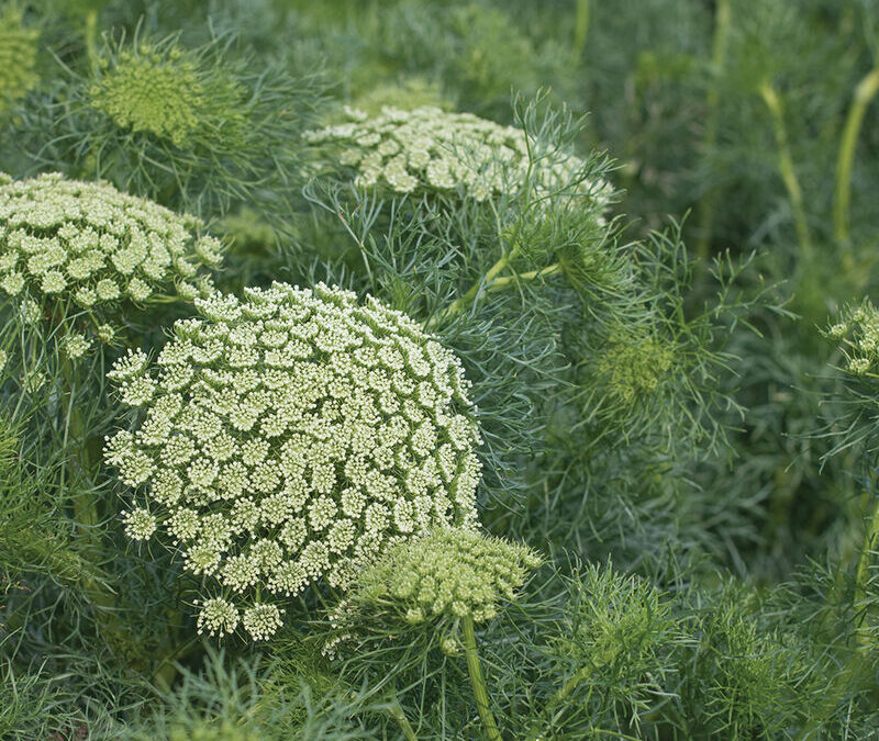 Common Pest Disease & Companion Plants for Ammi Vasnaga Green Mist