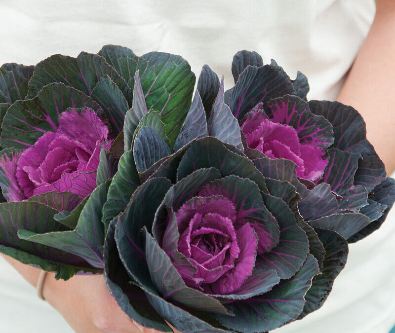 Harvesting Tips for Kale Crane Red