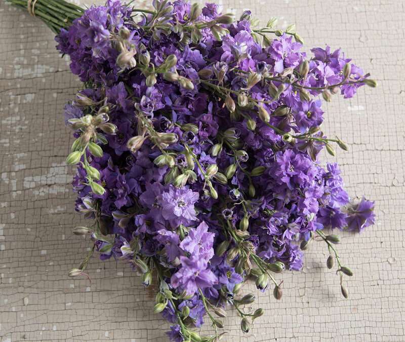 Common Pest Disease & Companion Plants for Larkspur QIS Lilac