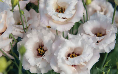 Cut Flower Lisianthus Corelli Light Pink