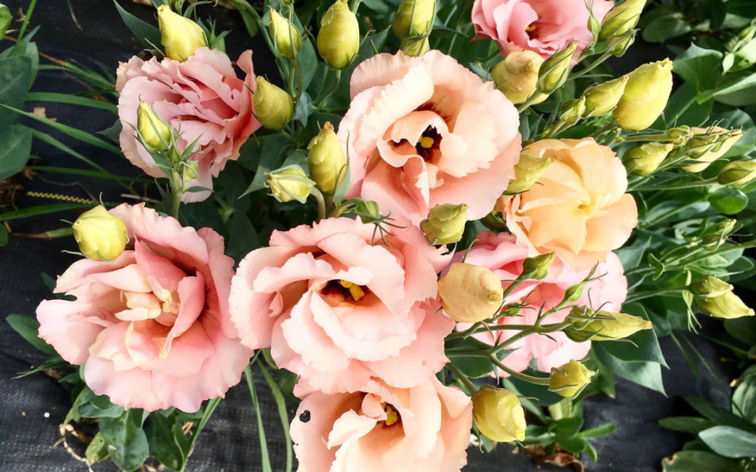 Harvesting Tips for Lisianthus Super Magic Apricot