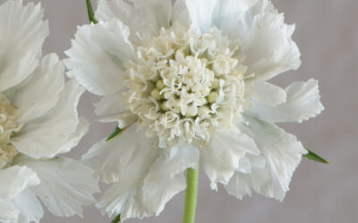 Cut Flower Scabiosa Fama White
