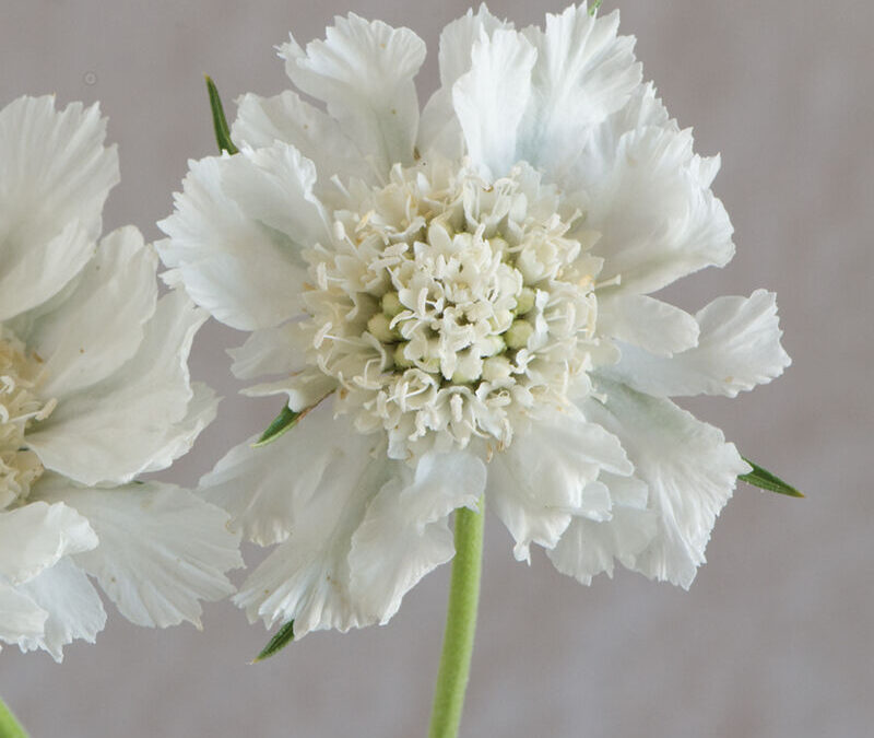Harvesting Tips for Scabiosa Fama White
