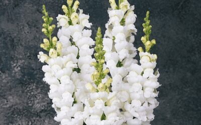 Cut Flower Snapdragon Monaco White