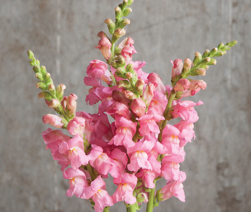 Harvesting Tips for Snapdragons Potomac Pink