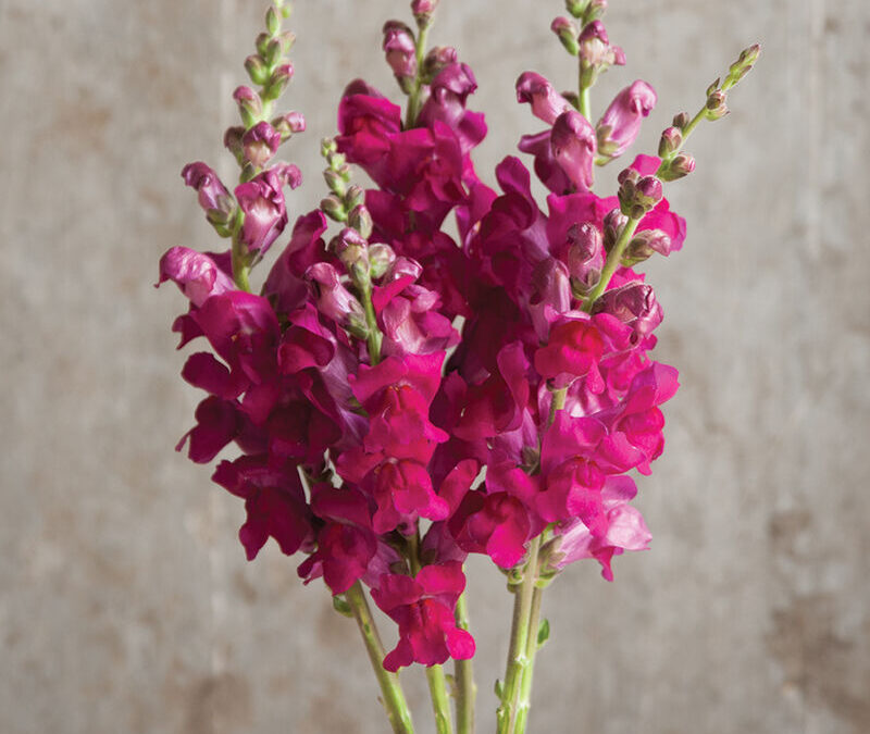 Harvesting Tips for Snapdragon Potomac Royal