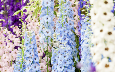 Cut Flowers Delphiniums Magic Fountains Mix