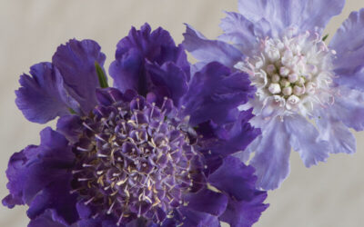 Cut Flower Scabiosa-Fama Deep Blue