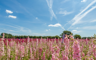 Delphiniums Magic Fountains Pink